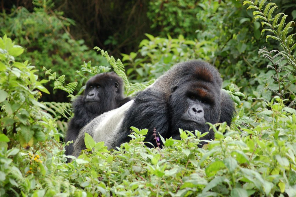 3 Days Gorilla Safari Fly In 2