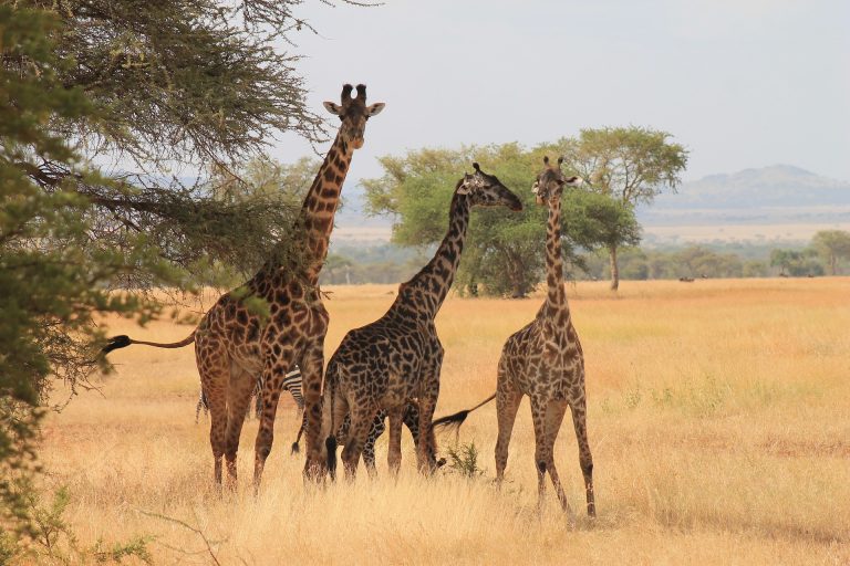 9 Days Selous, Ruaha and Mikumi National Parks 11 giraffes-Tanzania Safari