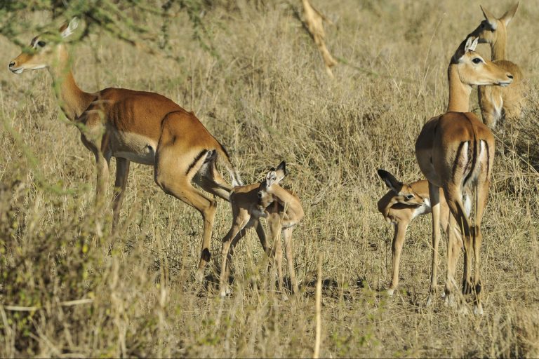 9 Days Selous, Ruaha and Mikumi National Parks 12 impala-Tanzania
