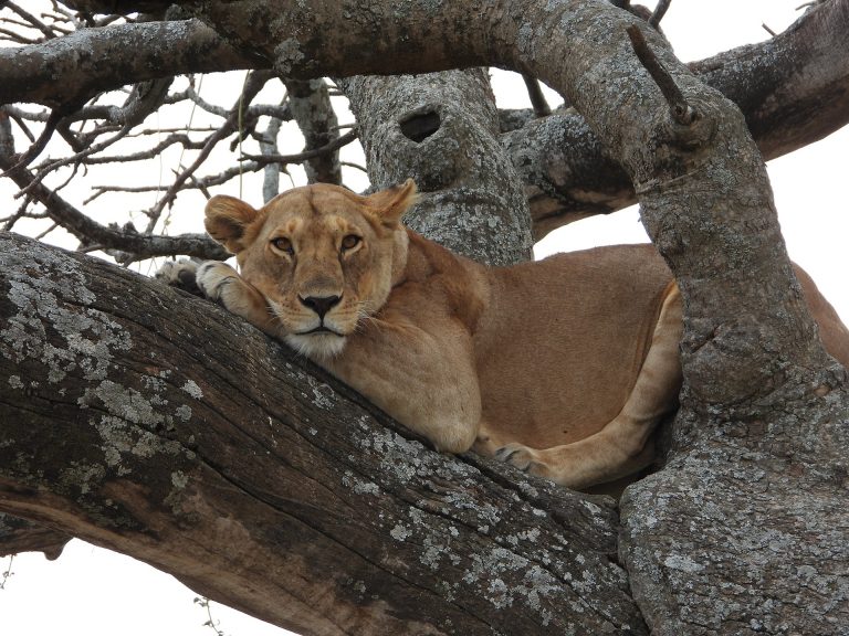 9 Days Selous, Ruaha and Mikumi National Parks 2 lioness Tanzania