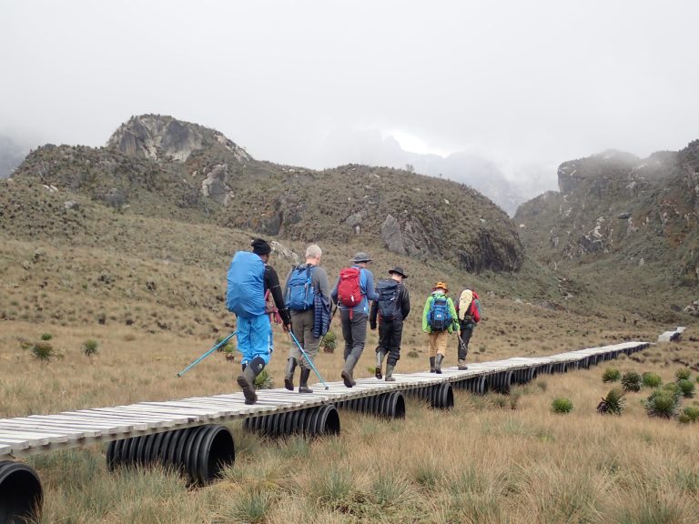 11 Days Rwenzori Mountain Climbing 16 Boardwalks in the Rwenzori Mountains
