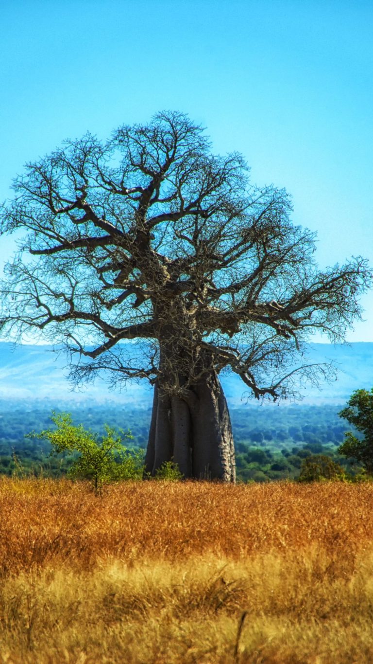 9 Days Selous, Ruaha and Mikumi National Parks 17 Baobab The Tree of Life - Ruaha National Park Tanzania