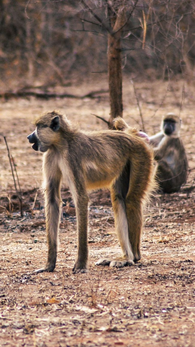 9 Days Selous, Ruaha and Mikumi National Parks 18 Baboon Tanzania