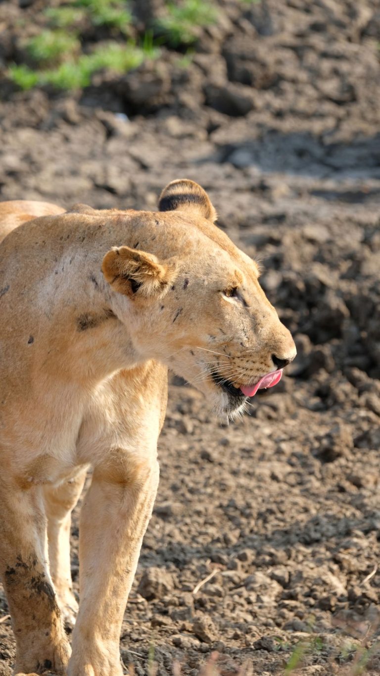 9 Days Selous, Ruaha and Mikumi National Parks 5 Lion in Tanzania