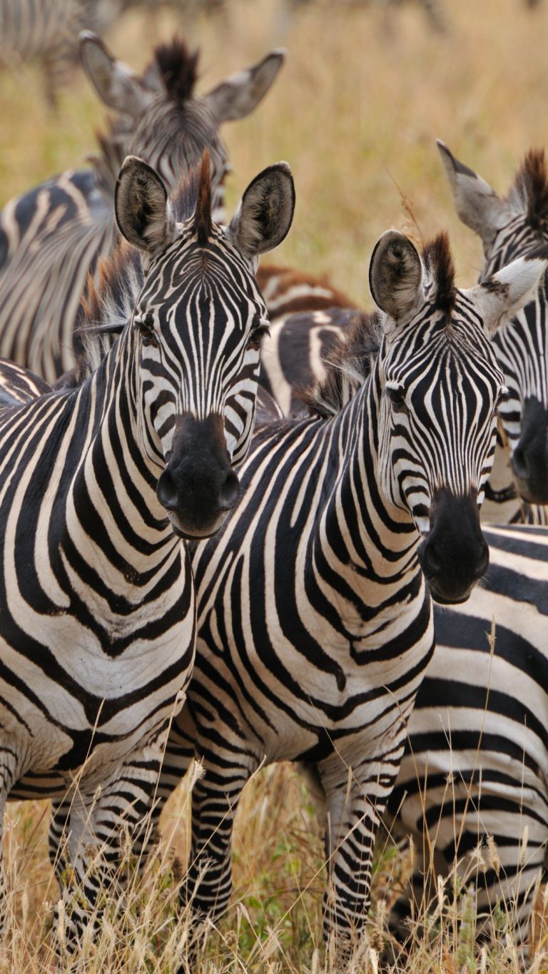 9 Days Selous, Ruaha and Mikumi National Parks 4 Zebras - Selous Game Reserve Tanzania