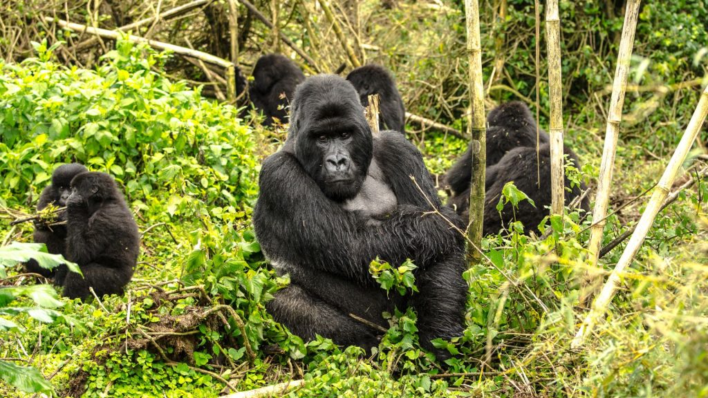 Gorilla Trekking in Uganda 2